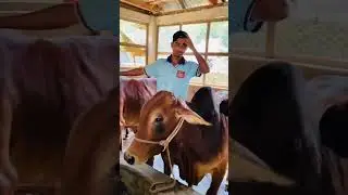 Never do these things #cow #dreamagro #minivlog #farming #shortvideo