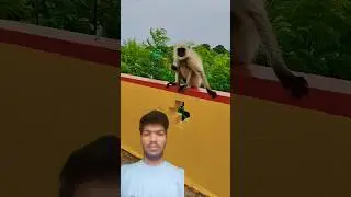 #monkey #funny #ramnaamsejagmaghai #comedy #funny #ekmotahathighumechala #cute #animals #dj
