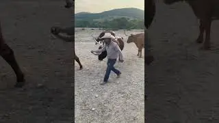 Dixie Dude Ranch
