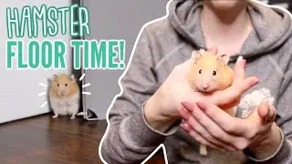 Hamster Floor Time! 🐹