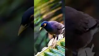 Myna Bird 🐤🐧❤️#nature #birds #youtubeshort #amazing #trending #birdslover #music #love #livestream
