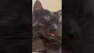 Relaxing video for sleep. Cute Cat purring for relaxation. Relax. ASMR Purr #purring #purr #relax