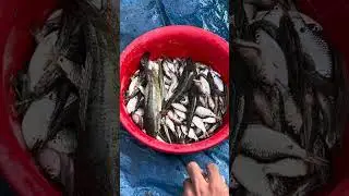 &ldquo;Village People Catch Fish from the Beel & Sell in Local Market 🐟🛶&rdquo;