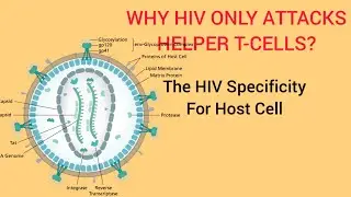 HIV  Specificity For Host Cell(LEC#17) Why HIV Is Specific For Helper T Cells Only? (Sindh Text/PTB