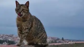Hard Rock Cat, Thunders - NO KIDDING! 😺🐾⚡🔥✨