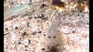 フタスジノボリハゼ　Barcheek Amoya　Amoya moloanus