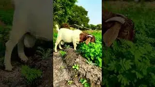 Fullblood South African Stud Boer Male | SK Boer Goat Farm | dr Suresh