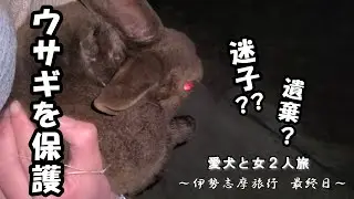 【旅行最終日】河川敷でさ迷うウサギを保護しました～志摩地中海村、ドッグラン～