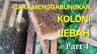 CARA MENGGABUNGKAN KOLONI LEBAH PART 4