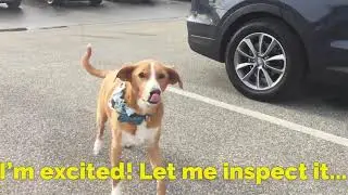 Dog Approved at Team Hyundai