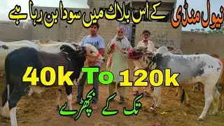 Neval cow Mandi || Price & bargaining ||نیول منڈی چالیس ہزار سے لیکر ایک لاکھ بیس  ہزار تک کے بچھڑے