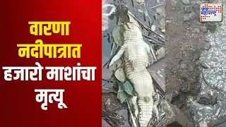 Sangli | Warna River | वारणा नदीपात्रात मगरीसह हजारो माशांचा मृत्यू | Marathi News