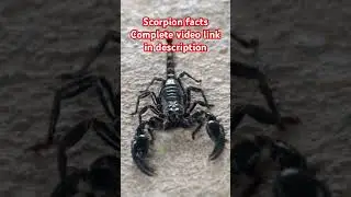 Scorpion facts p1 #scorpionfacts #scorpionshorts