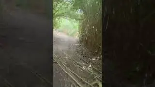 Cycling Through a Bamboo Forest in Saint Tropes | Peaceful Nature Ride 🎍🌿