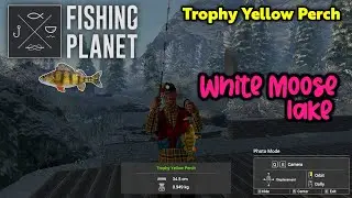 Trophy Yellow Perch White Moose Lake - Fishing Planet