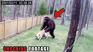 Bigfoot Like Creature Caught Stealing Dog In Woman's Backyard | 
