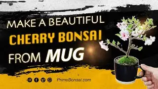 Make a Beautiful Mini Cherry Bonsai from Mug | How to make bonsai 2023