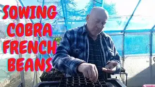 Sowing Cobra French Beans [Allotment Gardening] [Home Growing Veg & Flowers]