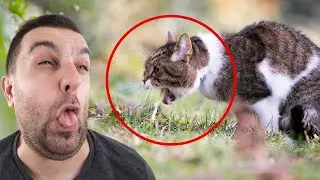 Are Hairballs Harmful to Cats? | Why Do Cats Cough Up Hairballs? | Cat Behaviors | Cat Videos