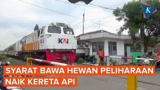 Syarat Naik Kereta Api dengan Membawa Hewan Peliharaan Saat Mudik