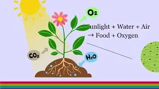 Plant Life & Nutrition