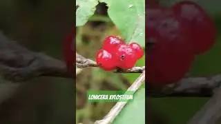 Lonicera xylosteum