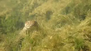 Culebra viperina (Natrix maura) en Refugio Alamillo
