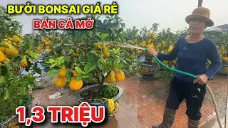 Buởi bonsai tết 2026 cực rẻ tại Văn Giang, Cô chủ vườn chia sẻ nhiều mẫu đẹp hút khách đến mua