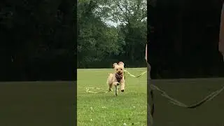 when your short but faster than your owner #funny #cute #dogshorts #shorts #relatable #cavapoo