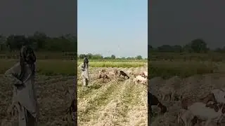 Village life Dehati Sindh#short# sindhpakistan#shortvideo#sobhari sindh