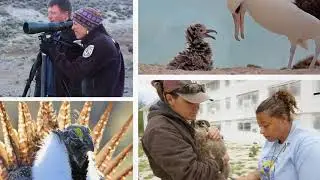 Valentine's Day Courtship Dance-off: Albatross v Sage-Grouse