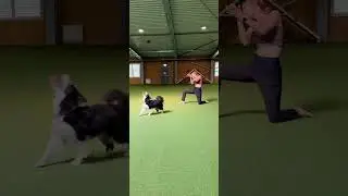 💃🐾 A short choreo inspired by my seminars in Belgium #dancetherapy #dogdance #dogdancing