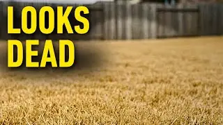 Why Your Lawn LOOKS Dead in Winter (But Isn&rsquo;t)
