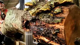 Horrible killer wood!! almost got me in trouble at the Sawmill