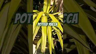 Growing Yucca in a Pot? No Problem Yucca Jewel Tropical Garden #yucca #shorts