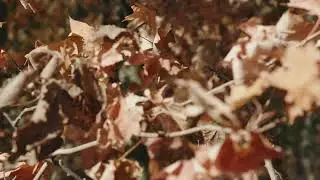Wind Blowing through the Forest Trees in Autumn 🍂  Sounds of Rustling Leaves | Relaxing Nature Sound