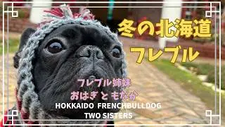 札幌ホワイトイルミネーションとフレブル｜フレンチブルドッグ姉妹／ Sapporo White Illumination and French Bulldogs