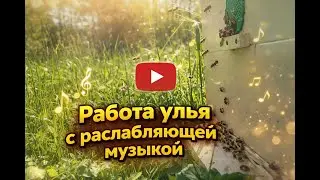 Жизнь улья. Жужанье пчёл. расслабляющая музыка.
