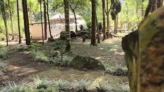 Relaxing Sleep, Deep Forest Sounds, Bird Sounds, 