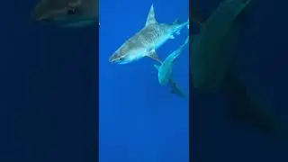 Mesmerizing Shark Movement! 👀 #sharks #underwater #oceanlife #Aby