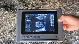 T1 with 6.5 MHZ Rectal Linear probe Cattle Pregnancy Check 80 days video