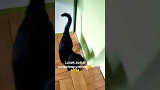 Tym razem nie popsułem montażu filmu #music #cat #funny #funnycats #lifeisbutadream