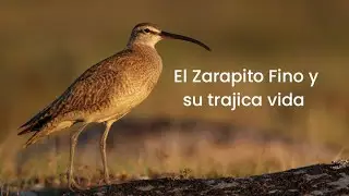 El Zarapito Fino y su trajica vida 