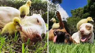 ADORABLE RESCUE DOGS BECOME BEST FRIENDS WITH FLUFFY DUCKLINGS
