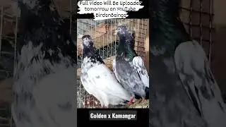 Golden x Kamangar Kabootar Pair Kashmir