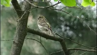 Samica kulczyka - Serin female (Serinus serinus) Verdecillo, Verzellino
