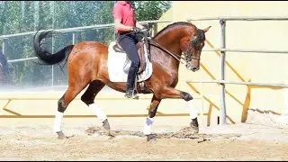 SOLD !!! Ibero Spanish Horse - Psg level - with Passage
