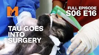 Tau's Nightmare Surgery | Season 6 Episode 16 | Full Episode | Monkey Life
