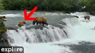 Brown Bear Cub Swept over Waterfall!