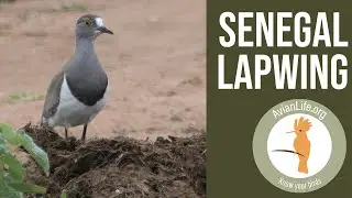 Senegal Lapwing - Vanellus lugubris